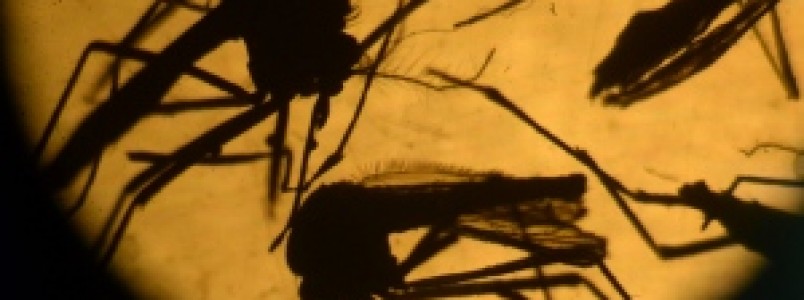  Vacina experimental contra zika será testada em humanos nas próximas semanas